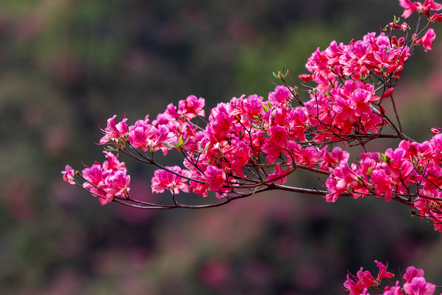 平頂山魯山：杜鵑花綻放迎遊客_fororder_5Z6A7401