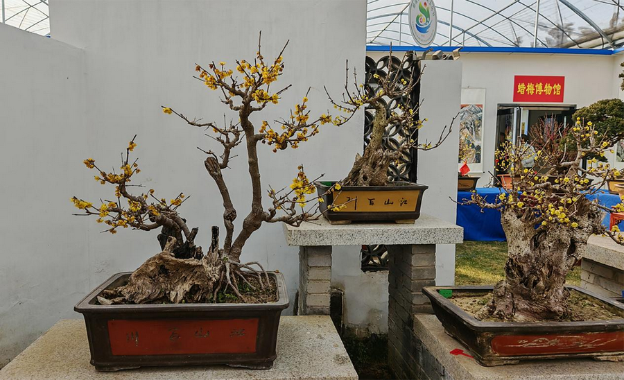 金梅映雪 香約鄢陵 第十二屆中國·鄢陵蠟梅梅花文化節開幕_fororder_4