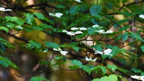 “豫”見美麗 多樣生物——探訪南陽內鄉生物多樣性保護的密碼