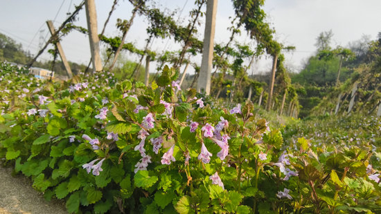 信陽市新縣：盤活林下資源 “種”出致富新路_fororder_金錢草花（王丹 攝）.JPG
