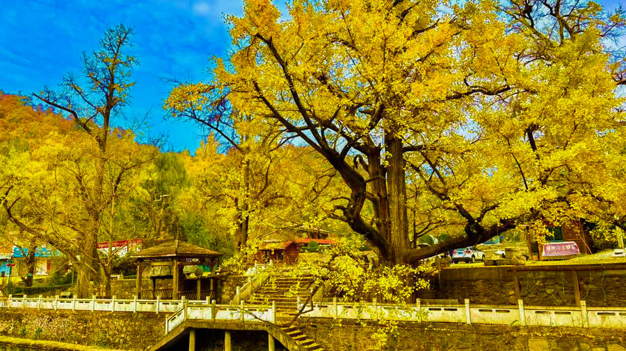 南陽市西峽縣:銀杏披金繪就鄉村美景_fororder_銀樹溝美景 攝影 胡冬