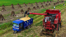 南陽市新野縣：秋糧搶收忙