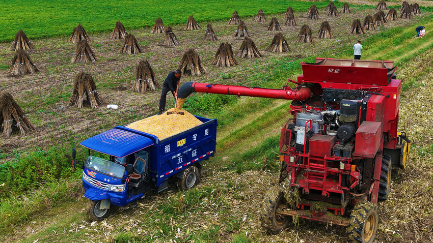 南陽市新野縣：秋糧搶收忙_fororder_裝運玉米.JPG