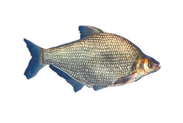 河南如何做好魚産業