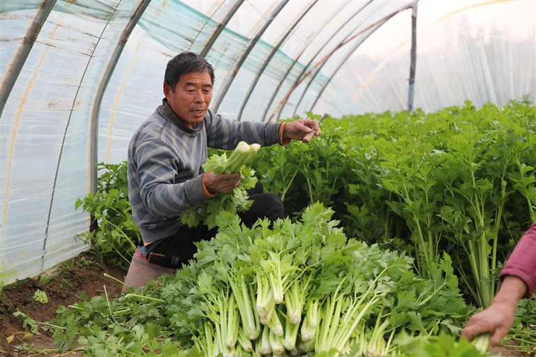 市場承壓價格普漲三成以上 河南如何穩住“菜籃子”