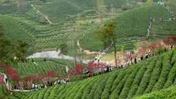 信陽市浉河區：茶山引遊人 文旅繪新景