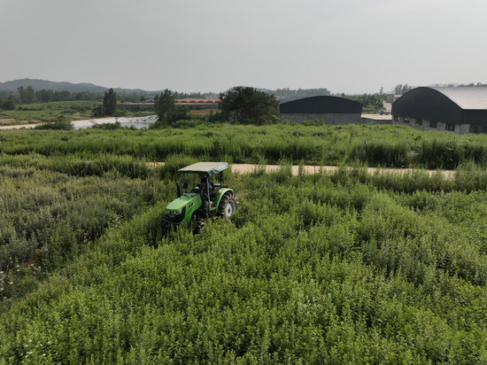 信陽市商城縣：艾草青青 鄉野“生金”_fororder_機器正在收割艾草 羅玉蘭攝