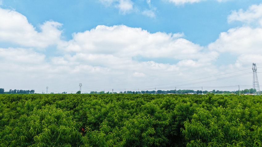 南陽市臥龍區：蟠桃採摘忙_fororder_藍天白雲下的蟠桃園 攝影 張峰.JPG