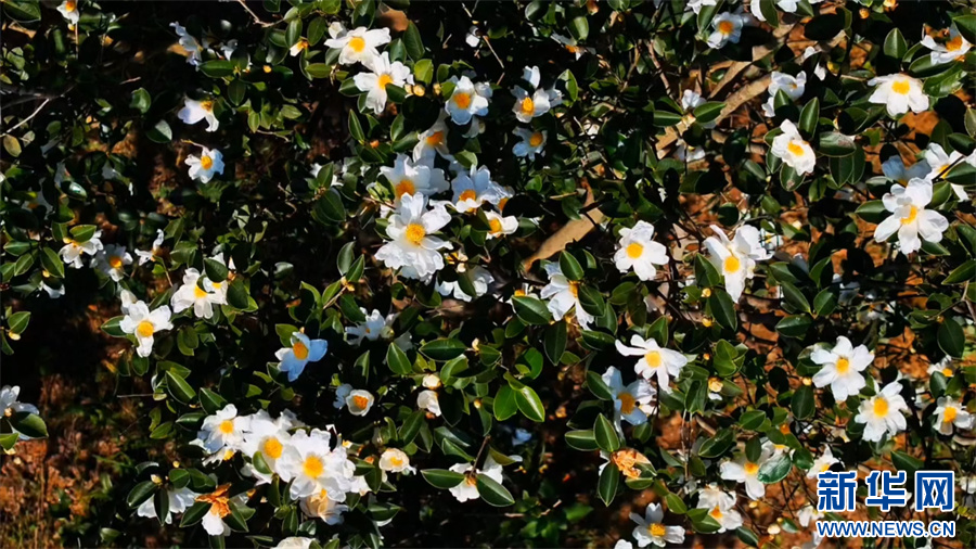 中原初冬蘊詩意