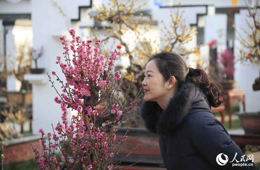 河南鄢陵：二梅花開香九州_fororder_LOCAL17705185976988E25ILKV8S
