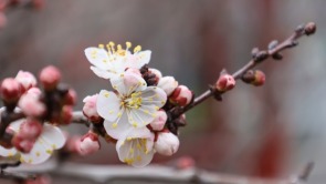 古城春色入畫來