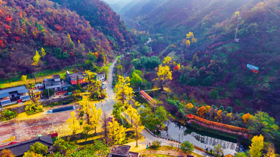 南陽市西峽縣:銀杏披金繪就鄉村美景_fororder_色彩斑斕栗坪村 攝影 胡冬