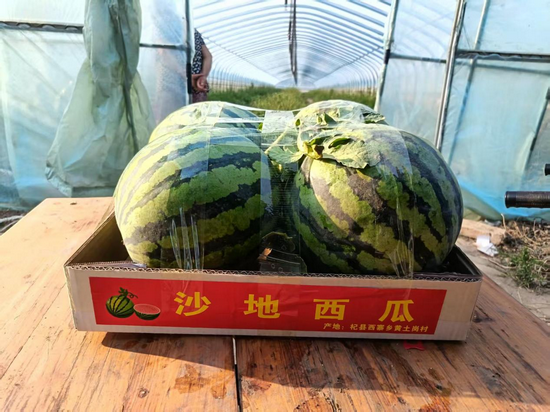 開封杞縣沙地西瓜喜獲大豐收_fororder_圖片2