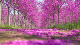 2025外國青年、網絡達人探花博網絡國際傳播活動即將啟動