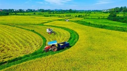 河南稻田的N種打開方式