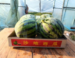 開封杞縣沙地西瓜喜獲大豐收