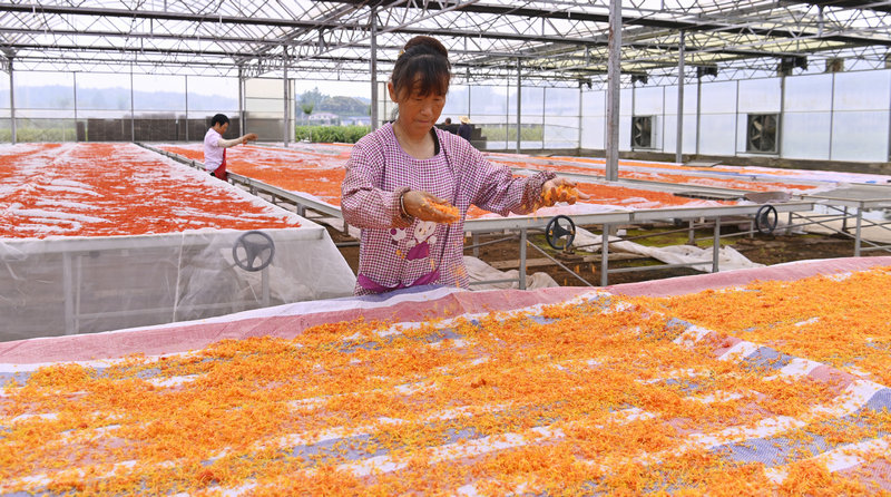 信陽市新縣：發展中藥材種植 打造致富金“藥”匙_fororder_晾曬采收的紅花（焦漢平 攝）