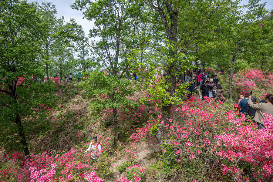 平頂山魯山：杜鵑花綻放迎遊客_fororder_2X1A1131
