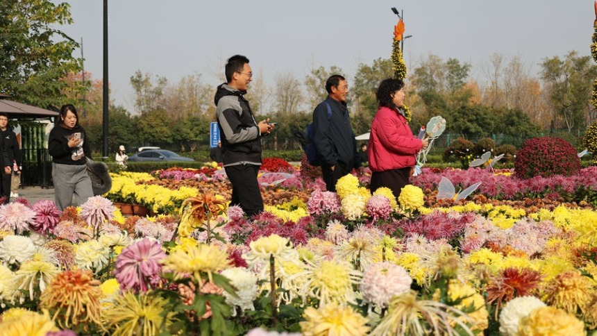 菊香滿城遊客醉