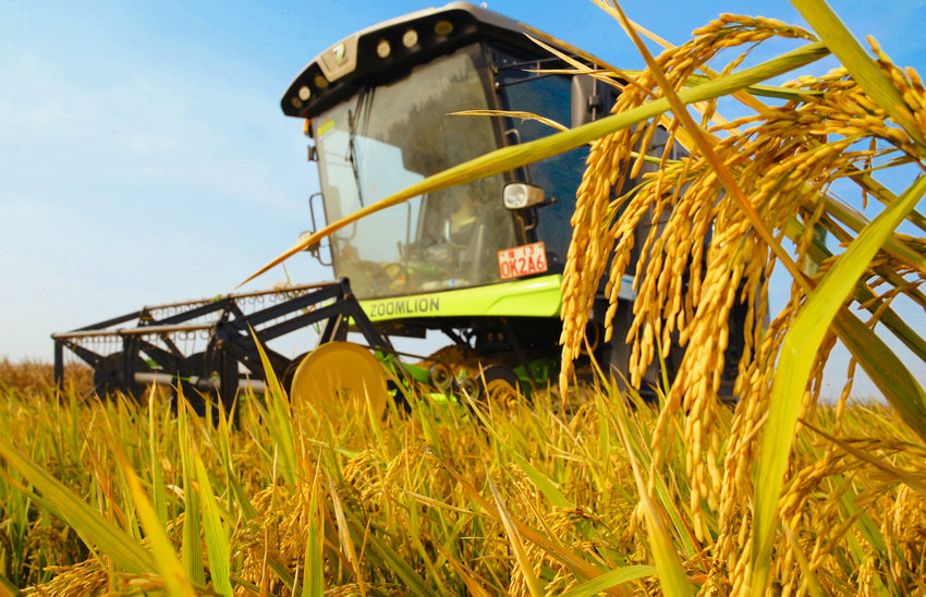 南陽市社旗縣:旱稻豐收_fororder_搶收旱稻 攝影 申鴻皓 (2)