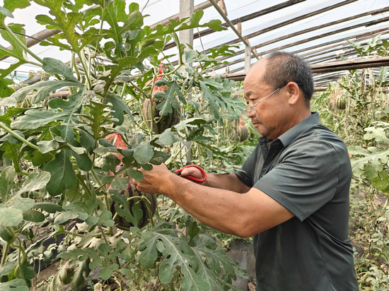 濮陽市范縣：大棚經濟促鄉村振興_fororder_圖片2