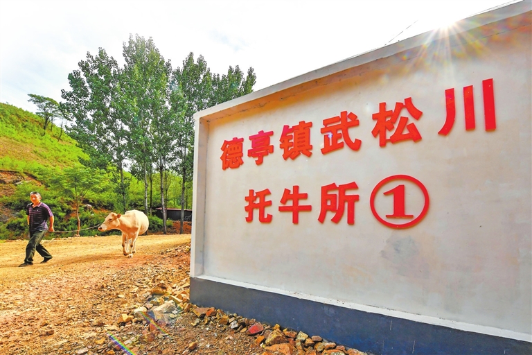 育成中國第一個肉牛品種 河南如何繼續牛勁十足