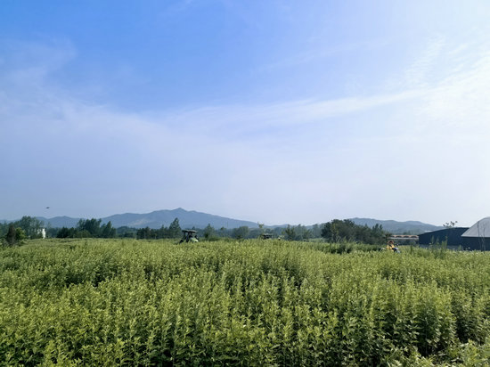 信陽市商城縣：艾草青青 鄉野“生金”_fororder_艾草長勢良好 羅玉蘭攝