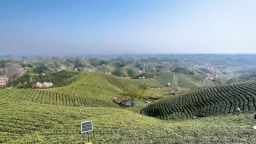 解碼信陽文旅新勢能①｜激活“茶交旅”融合新業態