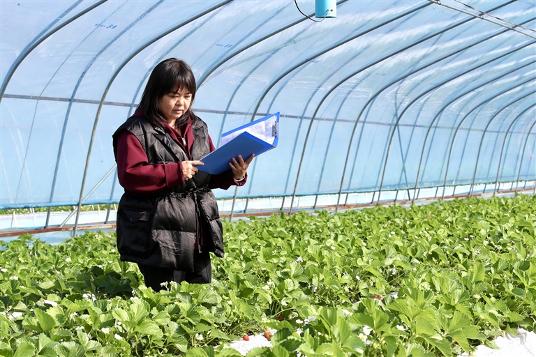 河南如何闖出“莓”好之路——從國産新優品種看草莓産業之變