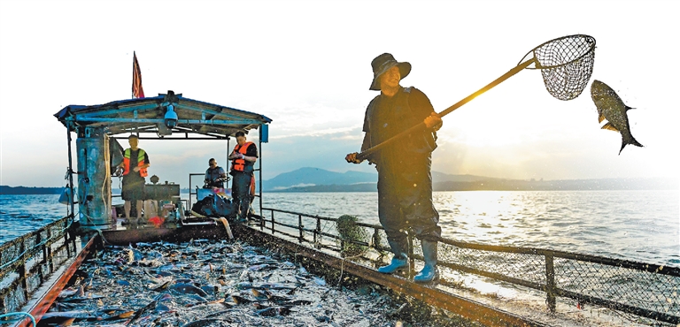 河南如何做好魚産業