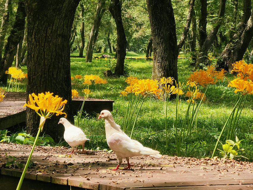信陽市新縣：秋光淺染 彼岸花開_fororder_彼岸花開添秋色，鴿子也來湊湊熱鬧（ 張海 攝）