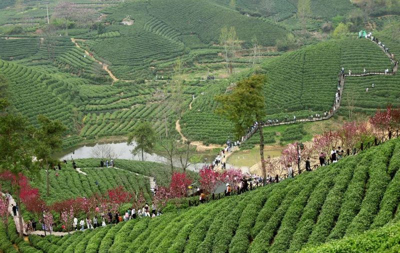 信陽市浉河區：茶山引遊人 文旅繪新景_fororder_茶鄉引遊人 李一凡 攝