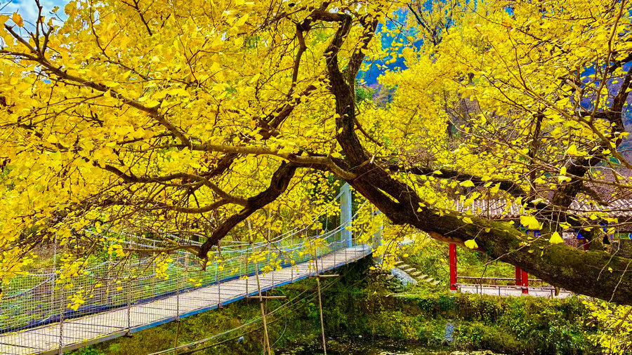 南陽市西峽縣:銀杏披金繪就鄉村美景_fororder_千年銀杏樹 攝影 胡冬