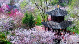 解碼縣區看發展|河南鄢陵：“一朵花”的百億産業夢