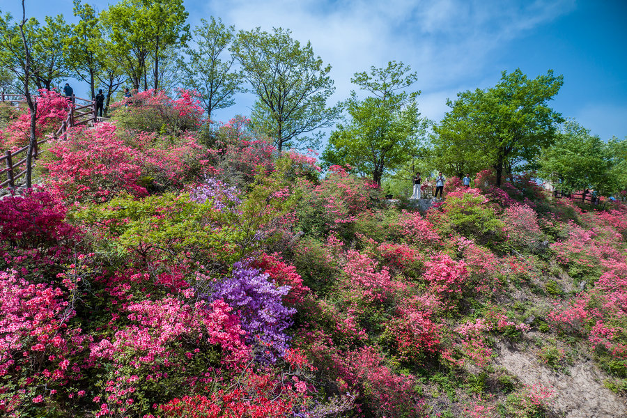 平頂山魯山：杜鵑花綻放迎遊客_fororder_13