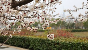 河南開封：春暖花開古城美