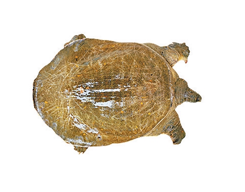 河南如何做好魚産業