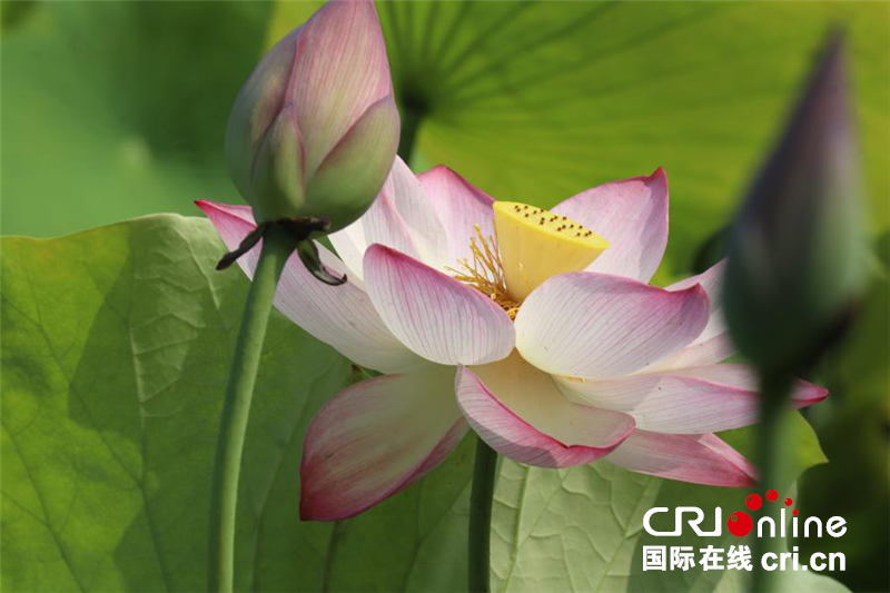 河南鄭州：暑風拂處荷香遠 十里荷花入畫屏_fororder_圖片4