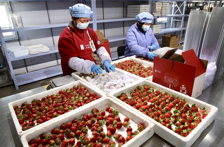 河南如何闖出“莓”好之路——從國産新優品種看草莓産業之變