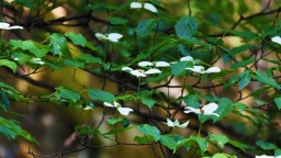 “豫”見美麗 多樣生物——探訪南陽內鄉生物多樣性保護的密碼