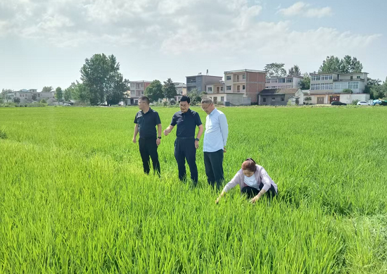 信陽市商城縣：水稻夏管正當時 精心管護保豐收_fororder_圖片1