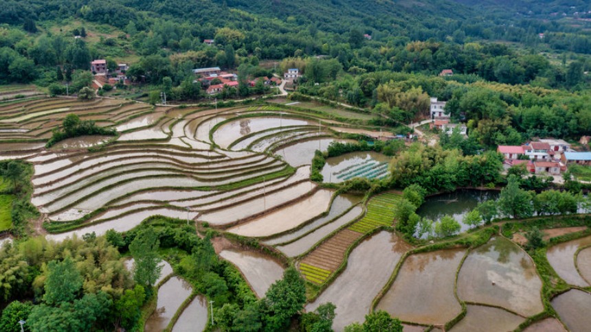 信陽市固始縣：梯田層層 禾秧點點