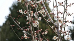 梅花飄香古城美