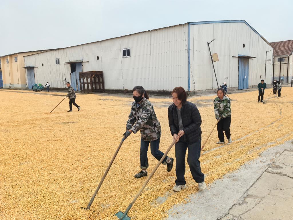 河南多點發力守護秋糧安全