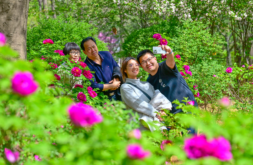 河南洛陽：唯有牡丹真國色 花開時節動京城