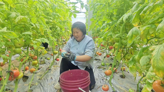 開封杞縣平城鄉:大棚種出“致富果” 特色産業繪就鄉村振興新圖景_fororder_圖片1