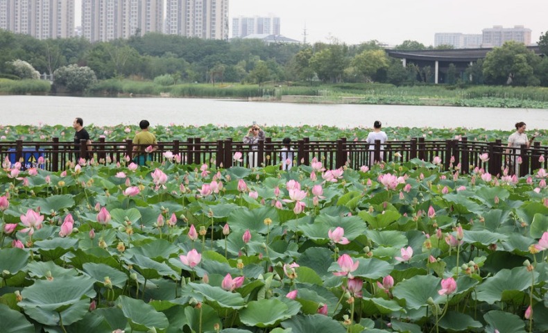 河南開封：雨後賞荷
