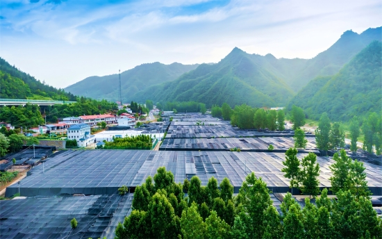 南陽市西峽縣擦亮地理標誌“金招牌”_fororder_西峽縣寨根鄉香菇標準化生産基地 供圖 西峽縣委宣傳部