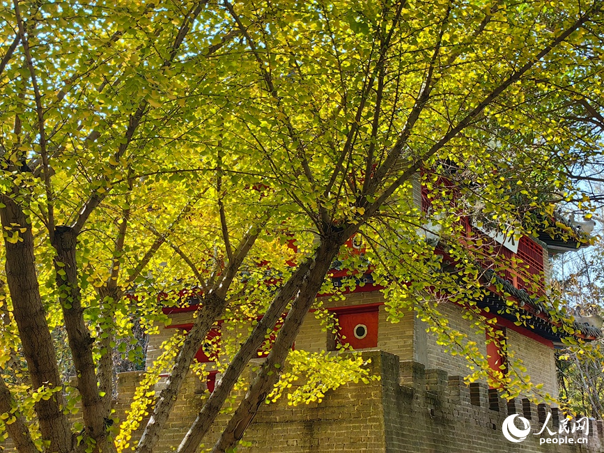 紅黃交織美景 河南鄭州賞秋正當時