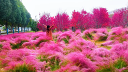 河南南陽：秋染臥龍 邂逅詩意時光